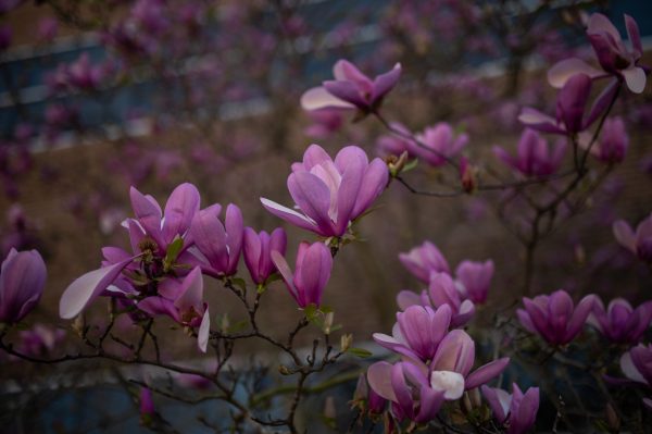 UNC Charlotte Flower Photo