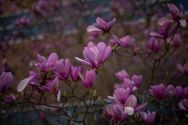 UNC Charlotte Flower Photo